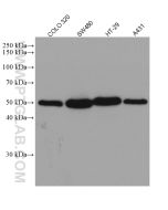 P53 Recombinant monoclonal antibody proteintech 80077-1-RR