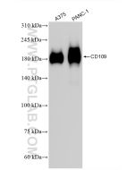 CD109 Recombinant monoclonal antibody proteintech 85924-4-RR
