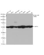 USP14 Recombinant monoclonal antibody proteintech 82128-1-RR