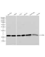 COPS8 Recombinant monoclonal antibody proteintech 83312-1-RR