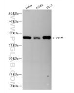 CD71 Recombinant monoclonal antibody proteintech 81793-14-RR