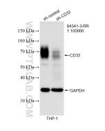 CD33 Recombinant monoclonal antibody proteintech 84341-3-RR