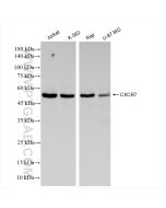 CXCR7 Recombinant monoclonal antibody proteintech 83927-1-RR