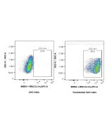 Anti-Human CCL14 Rabbit Recombinant Antibody proteintech 98554-1-RR