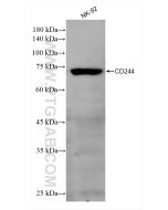 CD244 Recombinant monoclonal antibody proteintech 84086-1-RR
