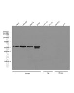 PEX14 (human specific) Recombinant monoclonal antibody proteintech 80196-1-RR