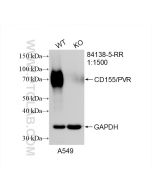 CD155/PVR Recombinant monoclonal antibody proteintech 84138-5-RR