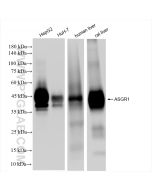 ASGR1 Recombinant monoclonal antibody proteintech 83691-3-RR