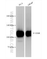 DPP4/CD26 Recombinant monoclonal antibody proteintech 84606-6-RR