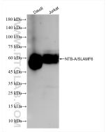 NTB-A/SLAMF6 Recombinant monoclonal antibody proteintech 84211-4-RR