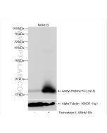 Acetyl-Histone H3 (Lys18) Recombinant monoclonal antibody proteintech 82832-1-RR