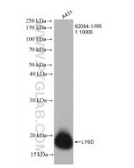 LY6D Recombinant monoclonal antibody proteintech 82094-1-RR