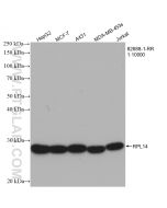 RPL14 Recombinant monoclonal antibody proteintech 82688-1-RR