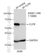 CLPX Recombinant monoclonal antibody proteintech 83097-1-RR