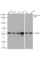HNRNPL Recombinant monoclonal antibody proteintech 82259-1-RR