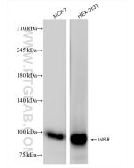 INSR/CD220 Recombinant monoclonal antibody proteintech 84467-2-RR
