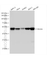 PDCD4 Recombinant monoclonal antibody proteintech 84162-3-RR