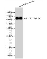 IL-12 p70 Recombinant monoclonal antibody proteintech 82878-2-RR
