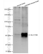 VGLUT2 Recombinant monoclonal antibody proteintech 84083-2-RR