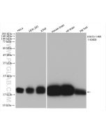 pan RAS Recombinant monoclonal antibody proteintech 81615-1-RR