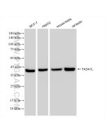 TADA1L Recombinant monoclonal antibody proteintech 83641-4-RR