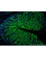 Osteopontin Recombinant monoclonal antibody proteintech 83413-6-RR