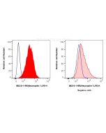 Anti-Human Neuropilin 1/CD304 Rabbit Recombinant Antibody proteintech 98210-1-RR
