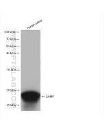 CAMP Recombinant monoclonal antibody proteintech 82940-1-RR