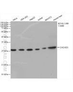 CHCHD3/MIC19 Recombinant monoclonal antibody proteintech 82743-1-RR