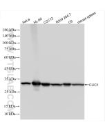 CLIC1 Recombinant monoclonal antibody proteintech 85831-4-RR
