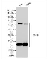 ACOX1 Recombinant monoclonal antibody proteintech 83731-1-RR