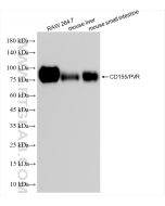 CD155/PVR Recombinant monoclonal antibody proteintech 83724-6-RR
