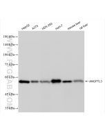 ANGPTL3 Recombinant monoclonal antibody proteintech 86193-1-RR