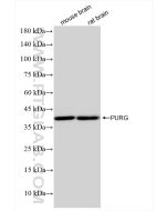 PURG Recombinant monoclonal antibody proteintech 84399-3-RR