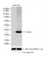 IL-1 alpha Recombinant monoclonal antibody proteintech 83644-1-RR
