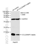 CCL20/MIP-3 alpha Recombinant monoclonal antibody proteintech 84413-3-RR