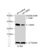 CBX5 Recombinant monoclonal antibody proteintech 83258-6-RR
