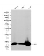 IBA1 Recombinant monoclonal antibody proteintech 81728-1-RR