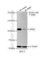 XRN2 Recombinant monoclonal antibody proteintech 83378-1-RR