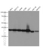 TMEM173/STING Recombinant monoclonal antibody proteintech 80165-1-RR