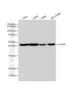 TFAP4 Recombinant monoclonal antibody proteintech 83196-4-RR