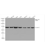 Lamin B1 Recombinant monoclonal antibody proteintech 80906-1-RR