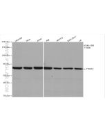 YTHDF2 Recombinant monoclonal antibody proteintech 81340-1-RR