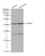 CHRNA7 (48 kDa) Recombinant monoclonal antibody proteintech 82848-3-RR