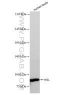HSL Recombinant monoclonal antibody proteintech 84540-1-RR