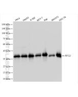 RFC2 Recombinant monoclonal antibody proteintech 84892-1-RR