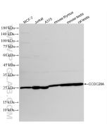 CCDC28A Recombinant monoclonal antibody proteintech 86883-1-RR