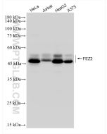 FEZ2 Recombinant monoclonal antibody proteintech 83407-7-RR