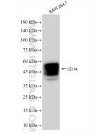 CD14 Recombinant monoclonal antibody proteintech 83297-8-RR