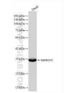 MARCH1 Recombinant monoclonal antibody proteintech 85308-2-RR